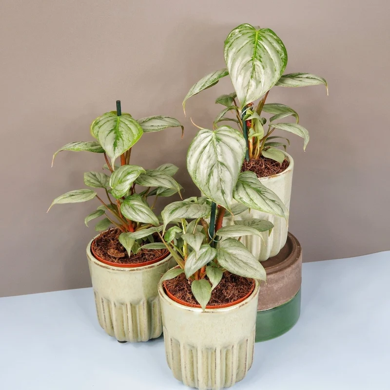 PHILODENDRON SODIROI