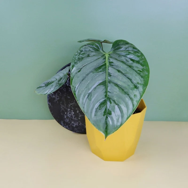PHILODENDRON SODIROI