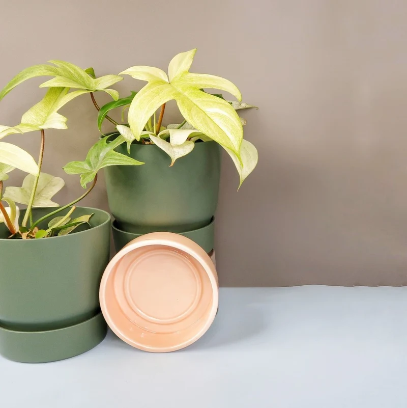 PHILODENDRON FLORIDA GHOST