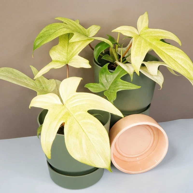 PHILODENDRON FLORIDA GHOST