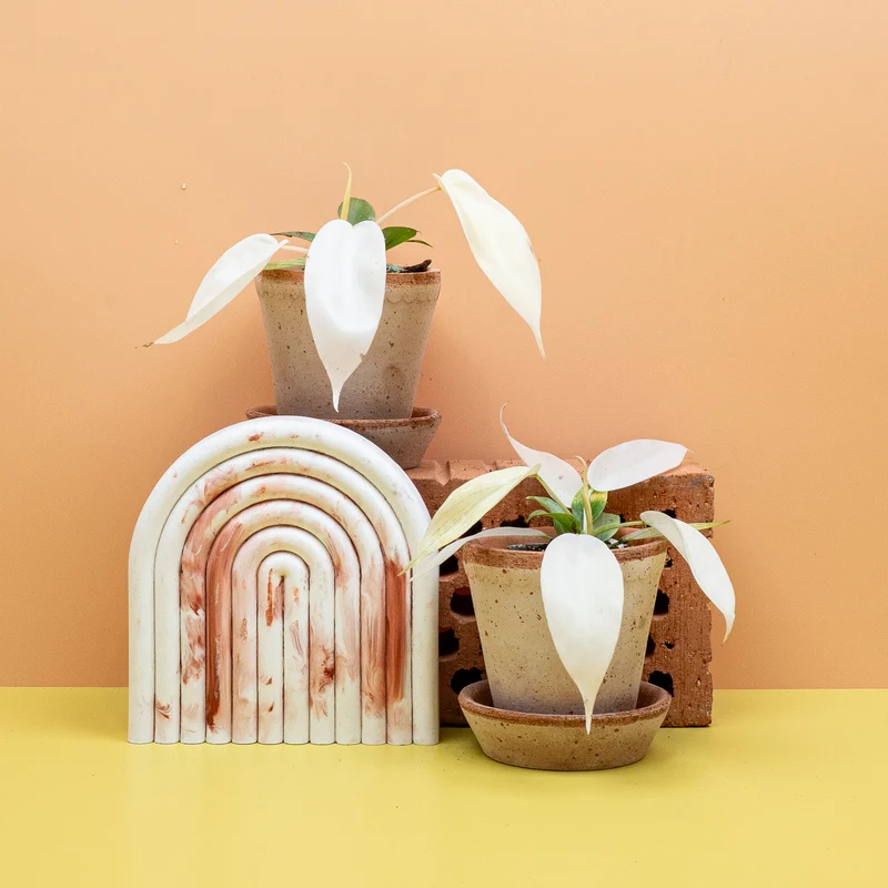 PHILODENDRON FLORIDA GHOST