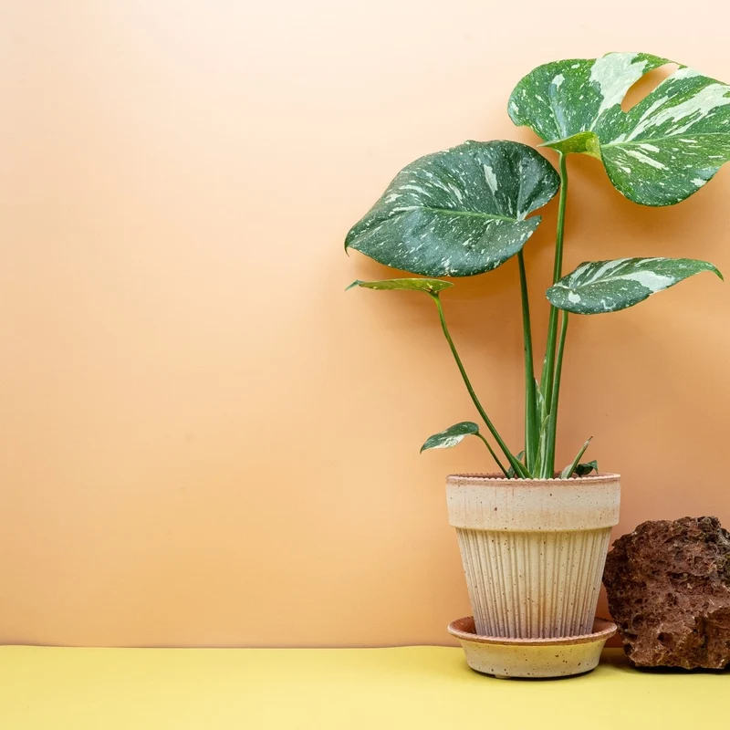 MONSTERA THAI CONSTELLATION