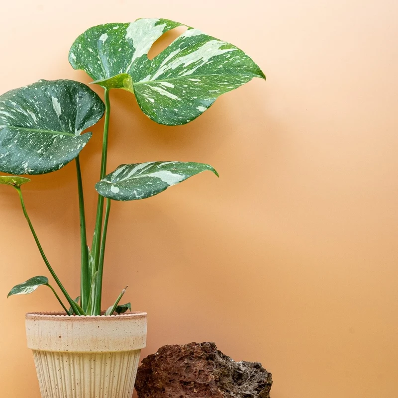 MONSTERA THAI CONSTELLATION