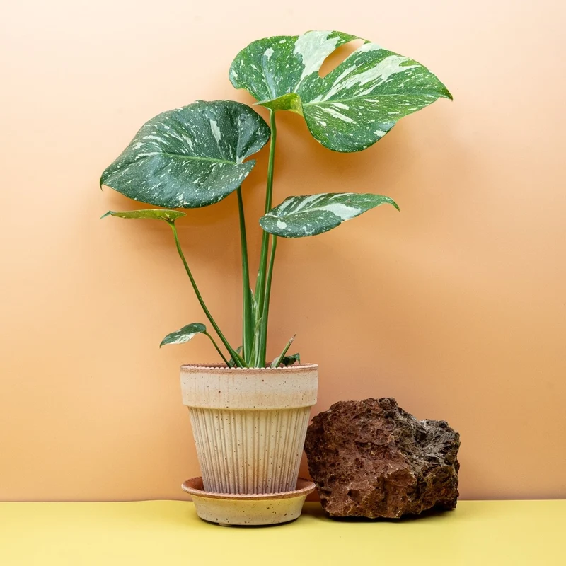MONSTERA THAI CONSTELLATION