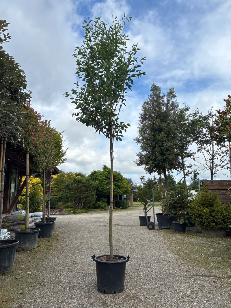Baum-Felsenbirne 'Robin Hill' / Amelanchier arborea 'Robin Hill'