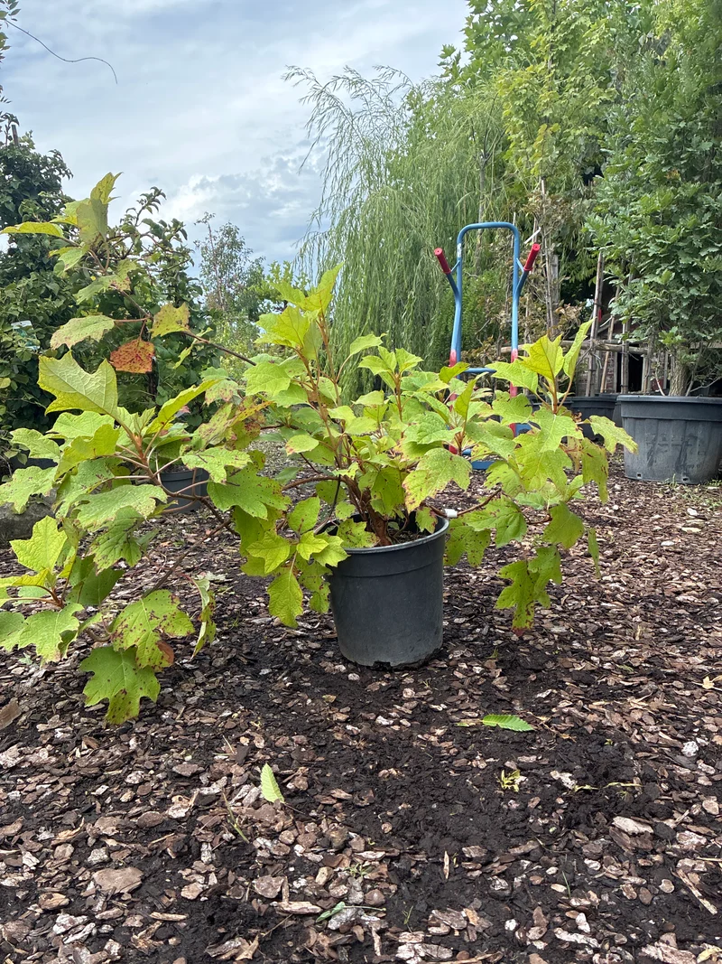 Eichenblättrige Hortensie / Hydrangea quercifolia