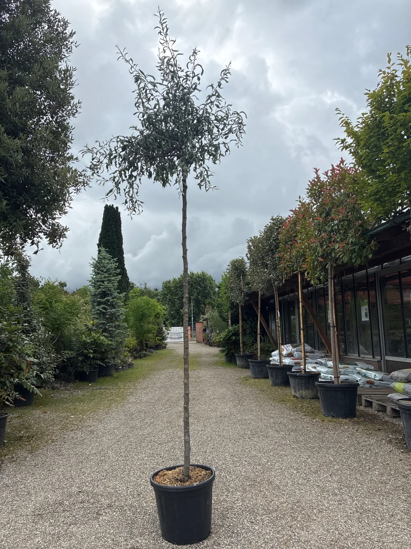 Weidenblättrige Birne 'Pendula' / Pyrus salicifolia 'Pendula'