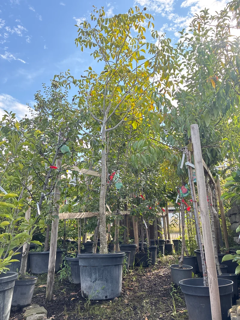 Echte Walnuss / Juglans regia