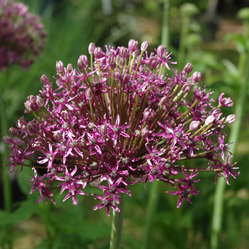 Allium 'Miami' - Zierlauch