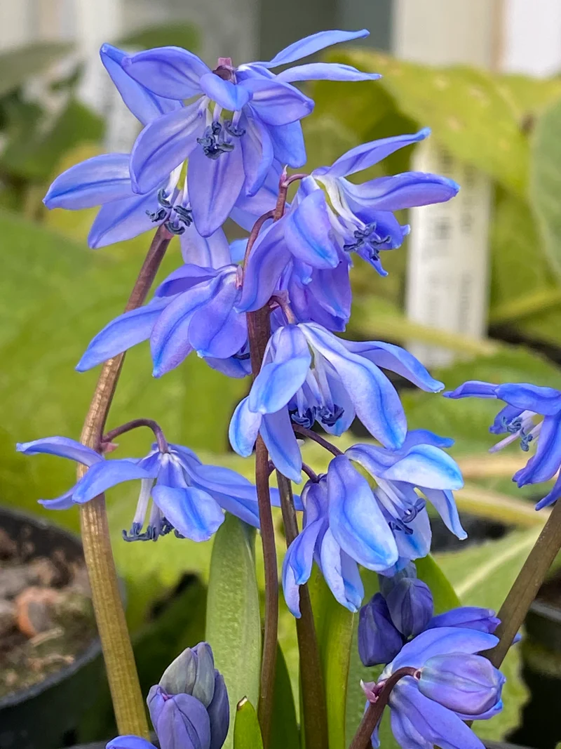 Scilla siberica - Sibirischer Blaustern