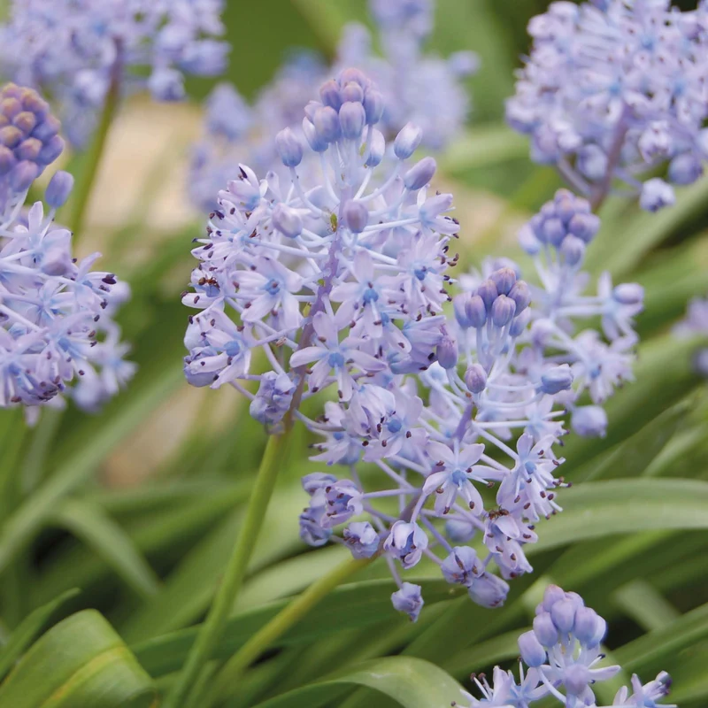 Scilla litardierei - Amethyst-Blaustern