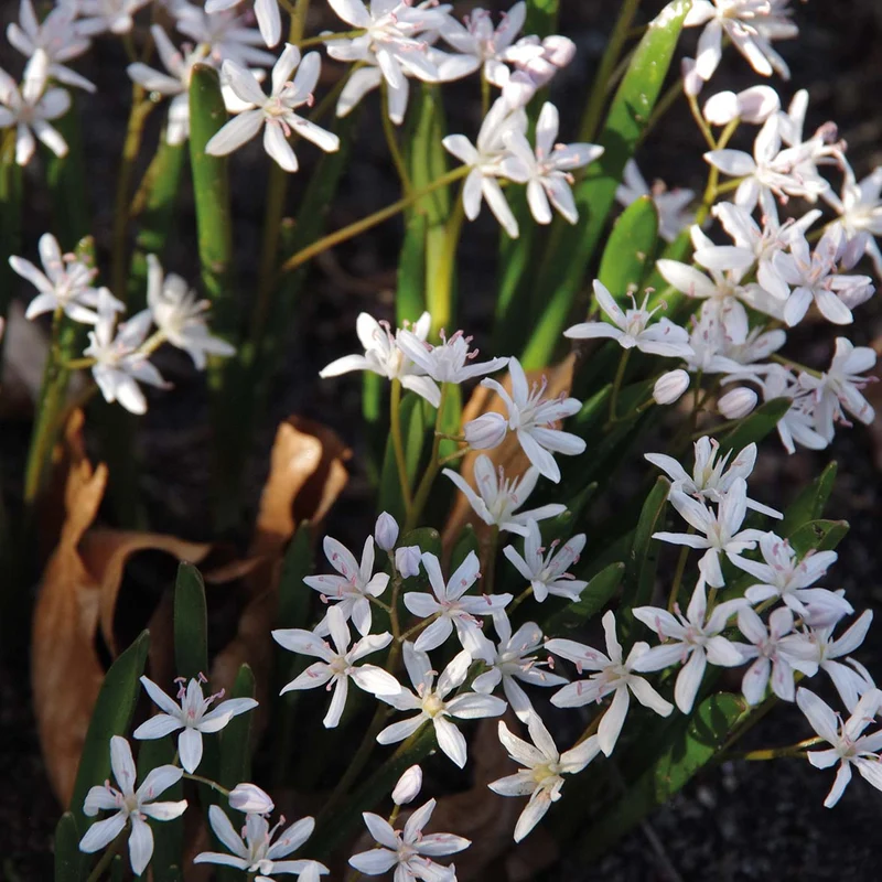 Scilla bifolia 'Rosea' - Zweiblättriger Blaustern