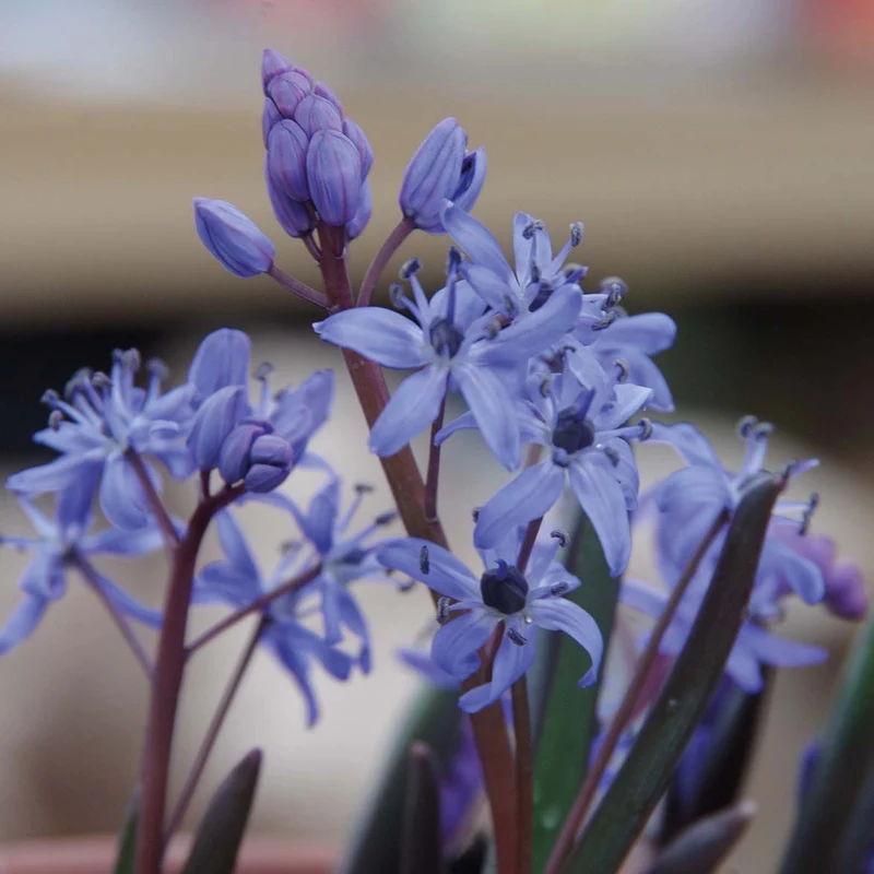 Scilla bifolia - Zweiblättriger Blaustern