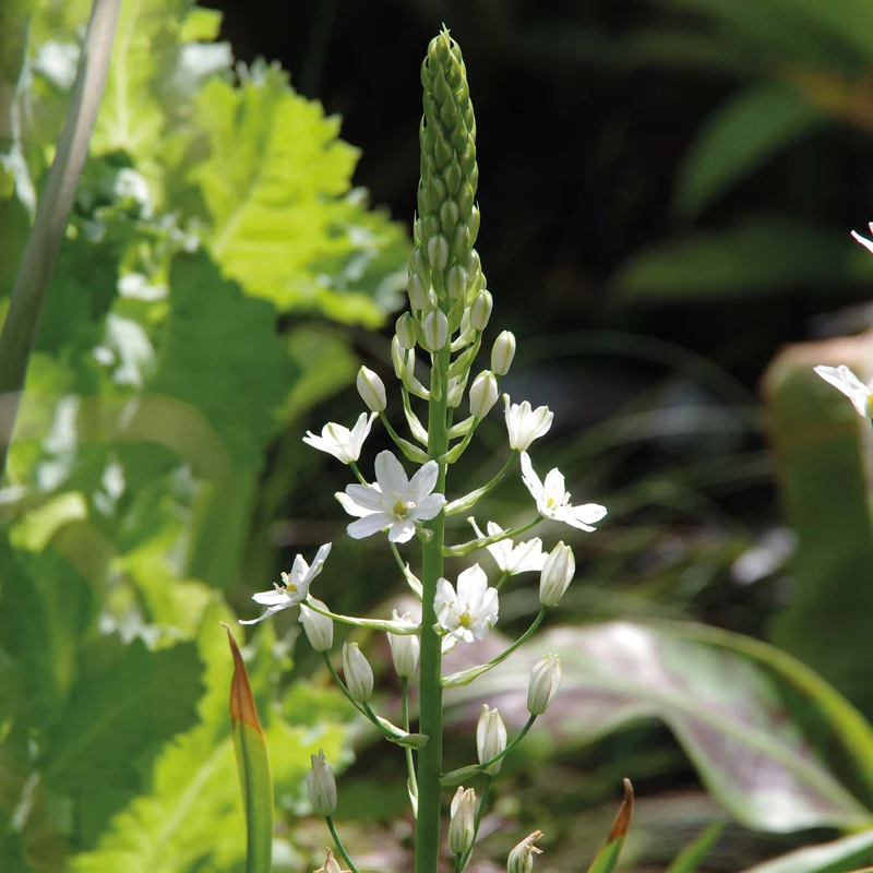 Ornithogalum ponticum 'Sochi' - Großer Milchstern