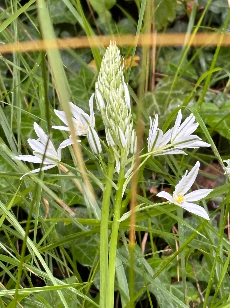 Ornithogalum ponticum 'Sochi' - Großer Milchstern