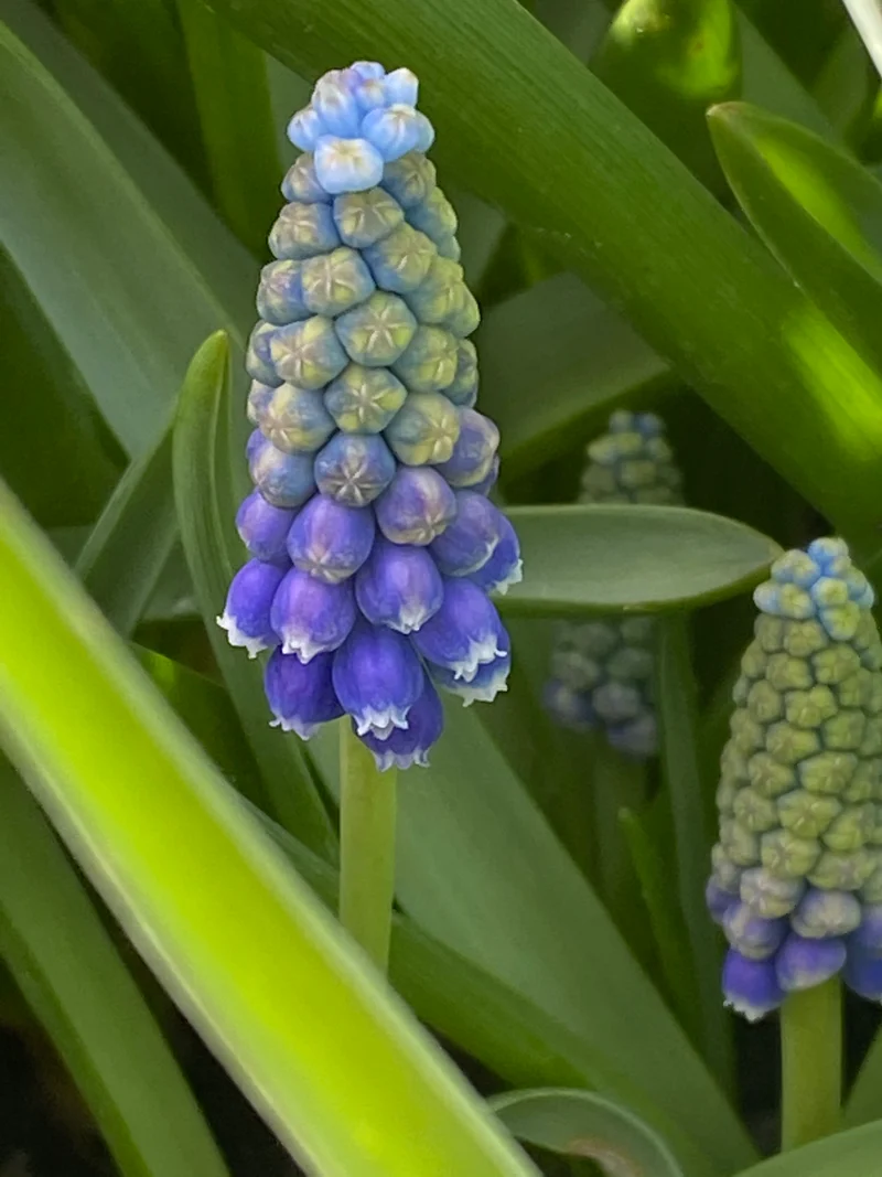 Muscari 'Touch of Snow' - Traubenhyazinthe