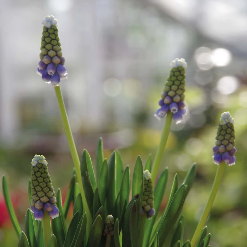 Muscari 'Touch of Snow' - Traubenhyazinthe