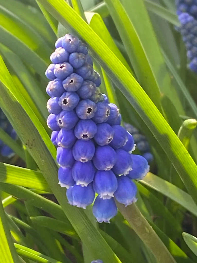 Muscari armeniacum 'Big Smile' - Armenische Traubenhyazinthe