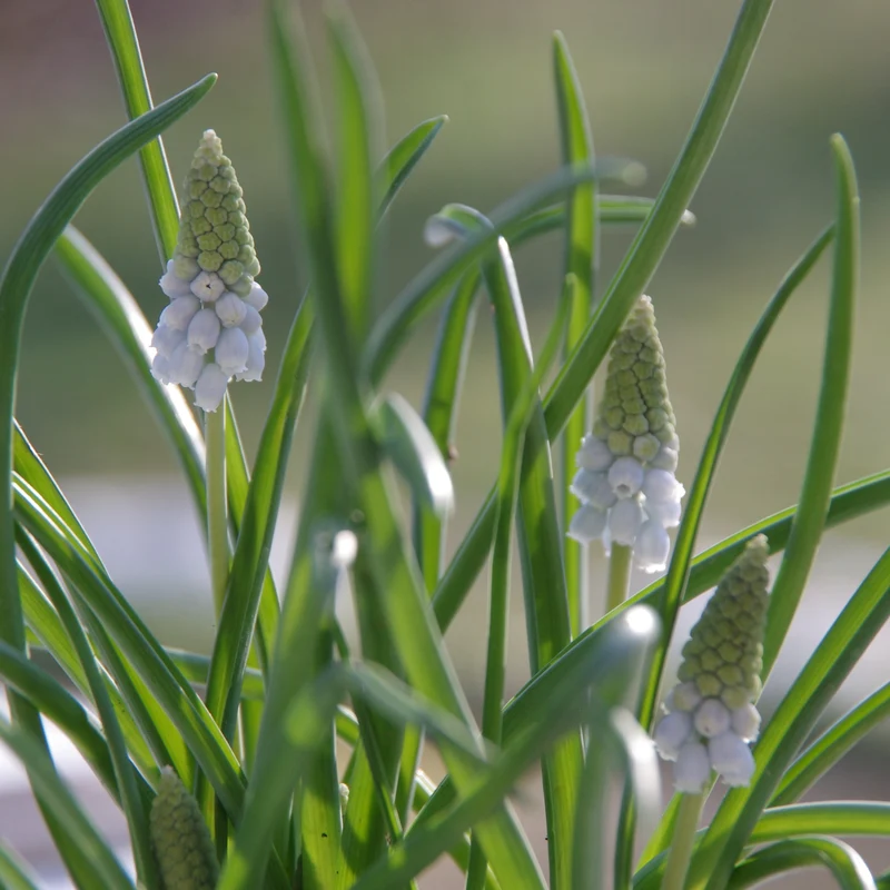 Muscari 'Valerie Finnis' - Traubenhyazinthe