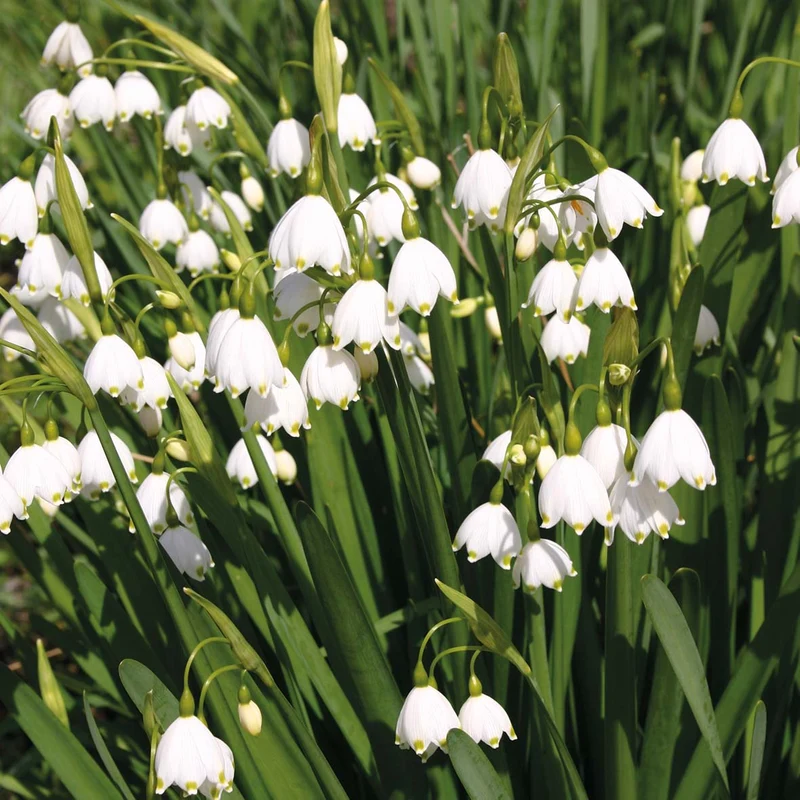 Leucojum aestivum 'Gravetye Giant' - Sommer-Knotenblume