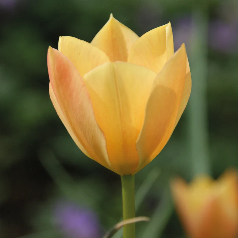 Tulipa batalinii 'Bronze Charm' - Leinblättrige-Tulpe