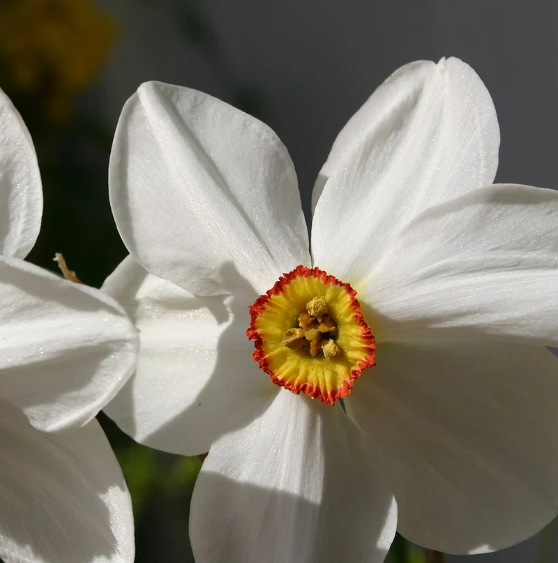 Narcissus poeticus 'Actaea' - Dichter-Narzisse
