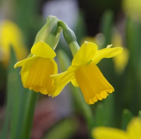 Narcissus 'Tête-à-Tête' - Cyclamineus-Narzisse