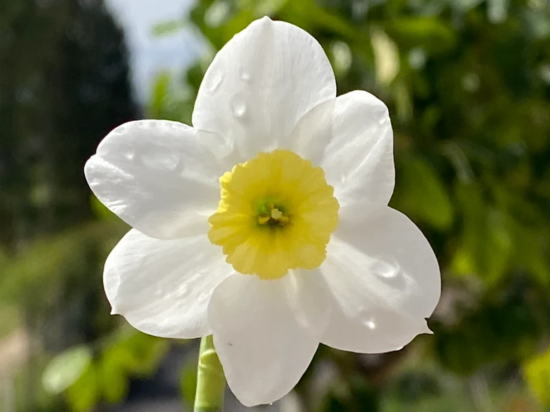 Narcissus 'Segovia' - Kleinkronige Narzisse