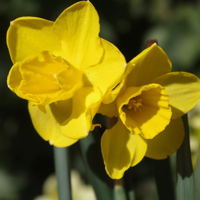 Narcissus 'Orange Queen' - Jonquilla-Narzisse