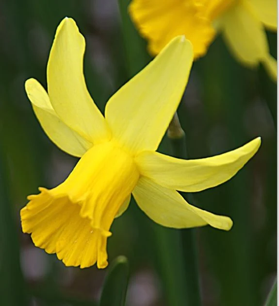 Narcissus 'February Gold' - Cyclamineus-Narzisse