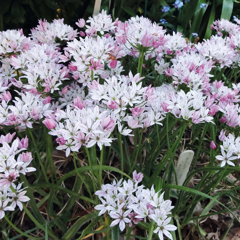Allium 'Cameleon' - Kleiner Zierlauch
