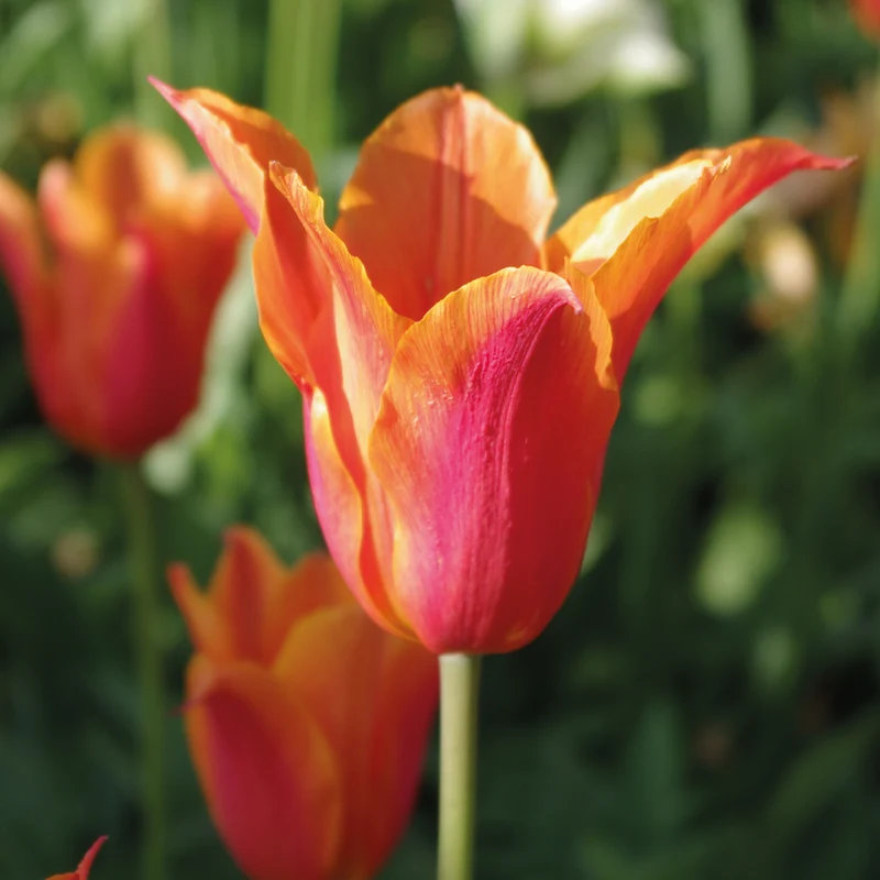 Tulipa 'Ballerina' - Lilienblütige Tulpe