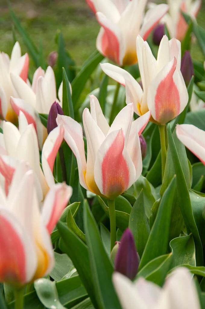 Tulipa ‘Serano’ - Greigii Tulpe