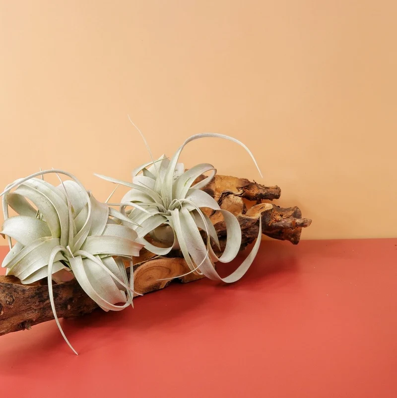 TILLANDSIA XEROGRAPHICA