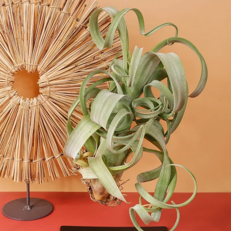 TILLANDSIA CURLY SLIM