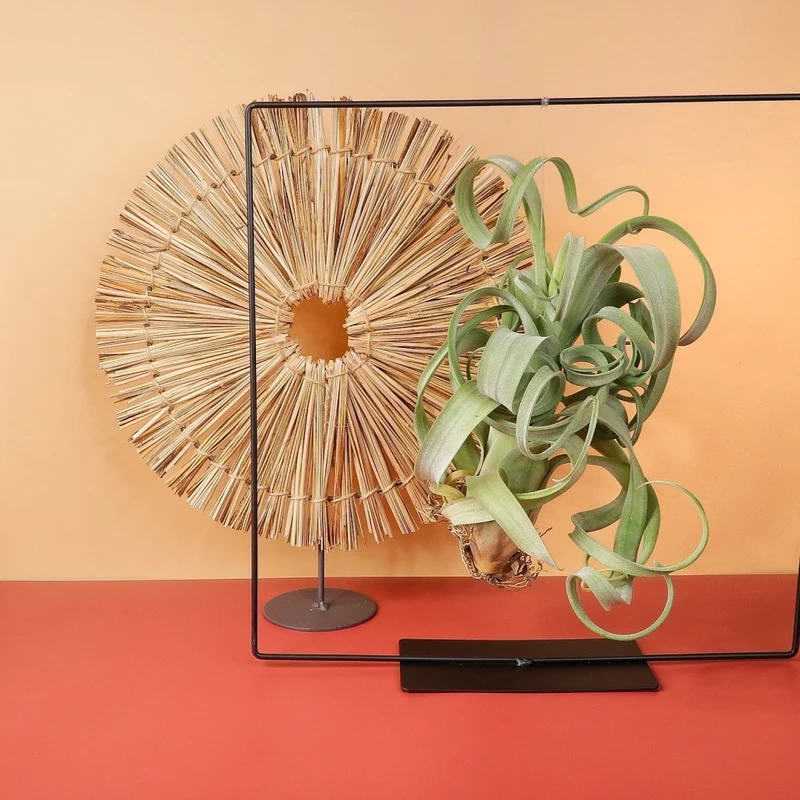 AIRPLANT HOLDER - FRAME BLACK