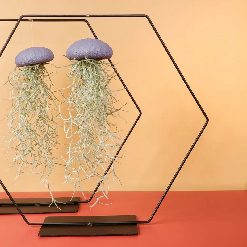 TILLANDSIA USNEOIDES - PURPLE