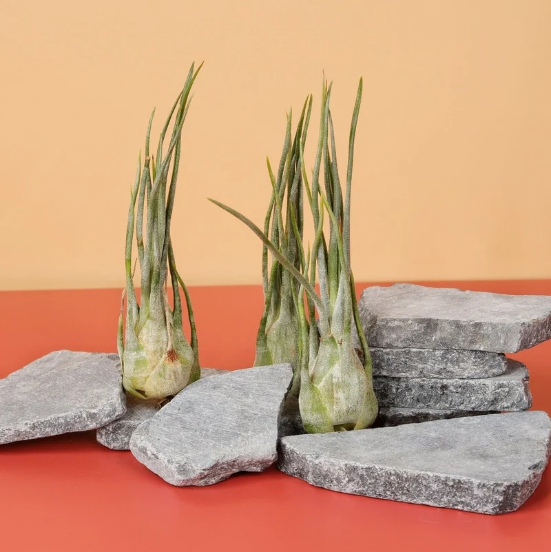 TILLANDSIA ARIZA JULIAE