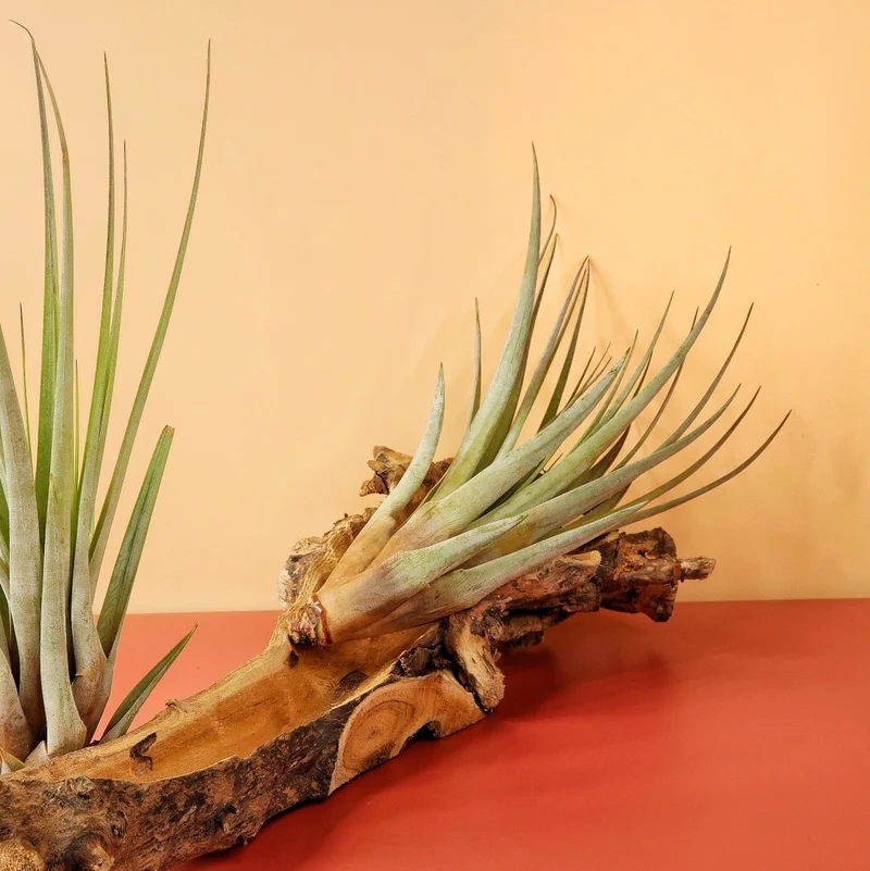 TILLANDSIA FASCICULATA
