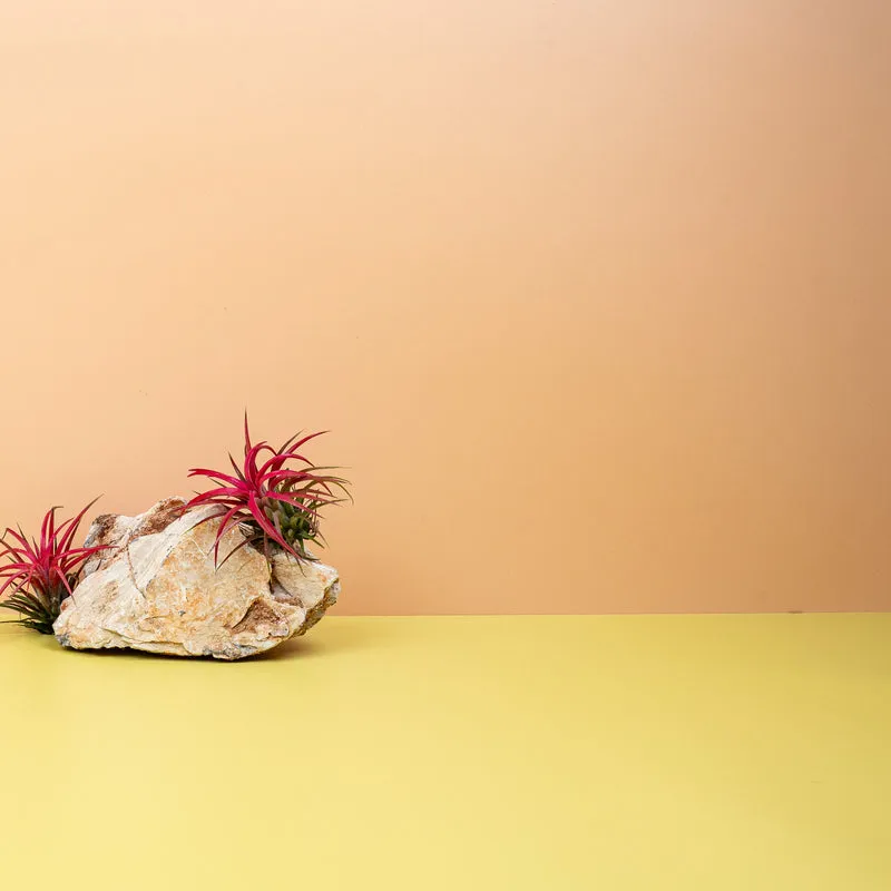 TILLANDSIA IONANTHA RED