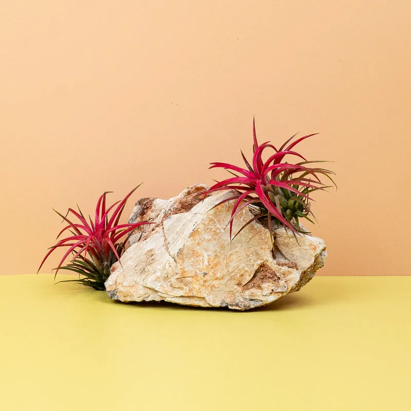 TILLANDSIA IONANTHA RED