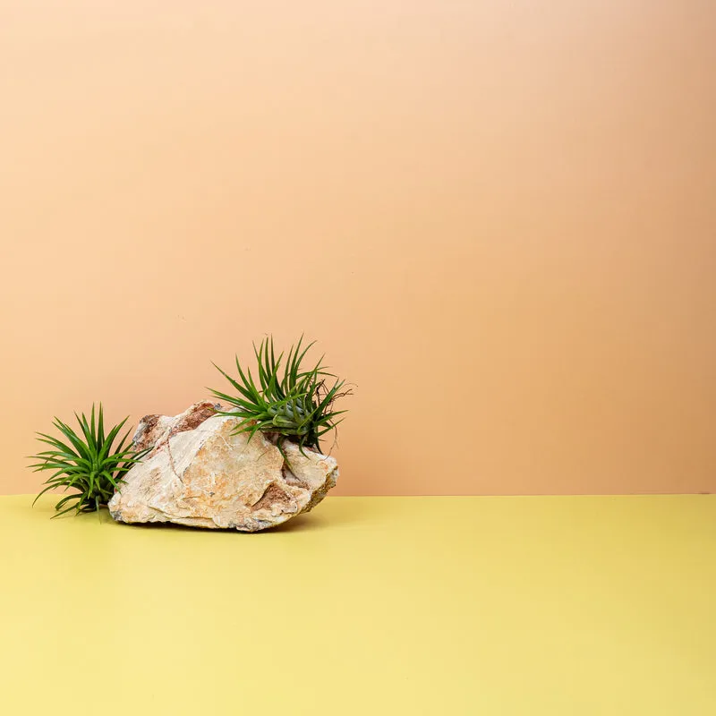 TILLANDSIA IONANTHA GREEN