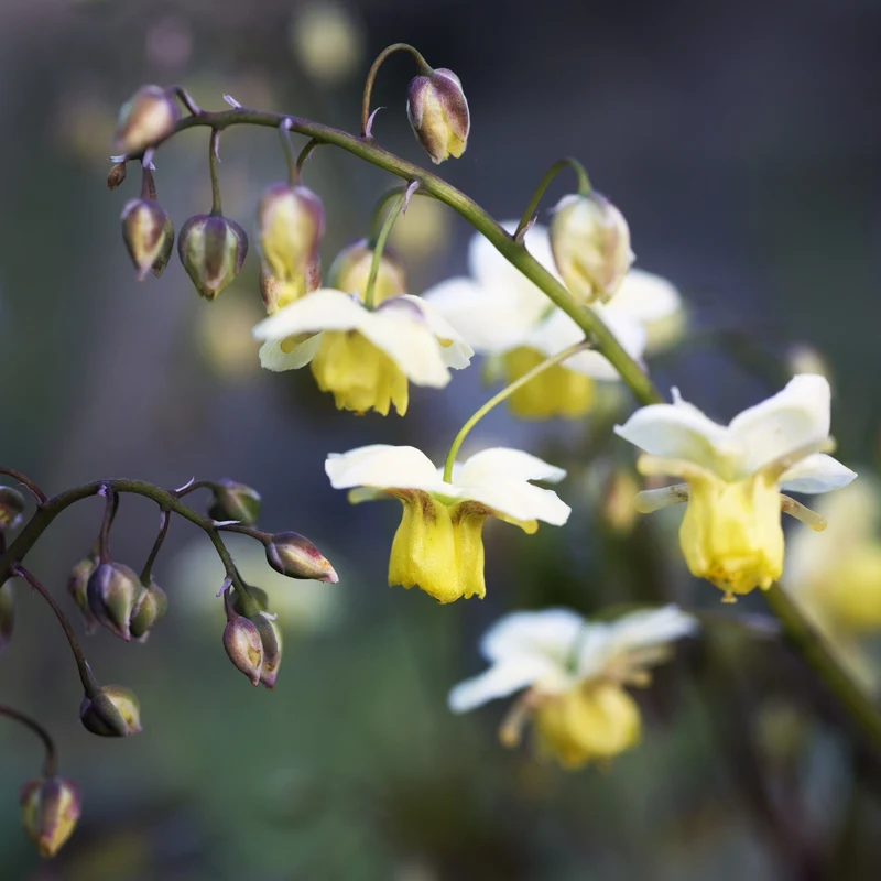 Elfenblume 'Sulphureum'