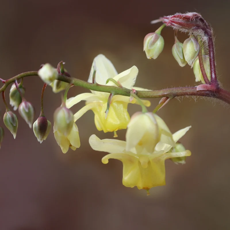 Elfenblume 'Sulphureum'