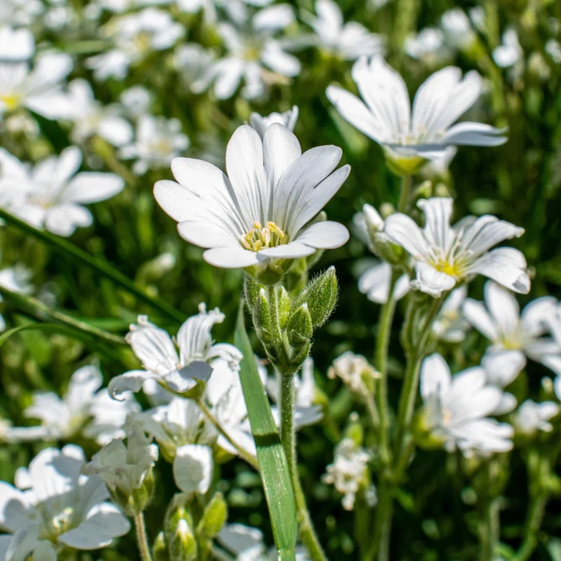 Filziges Hornkraut 'Silberteppich'