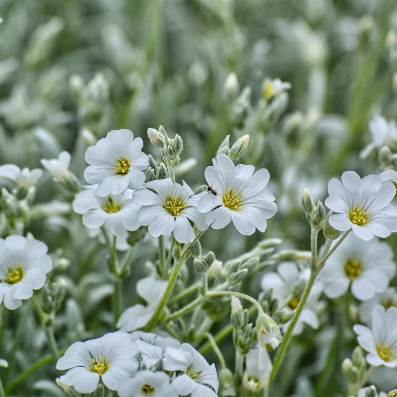 Filziges Hornkraut 'Silberteppich'