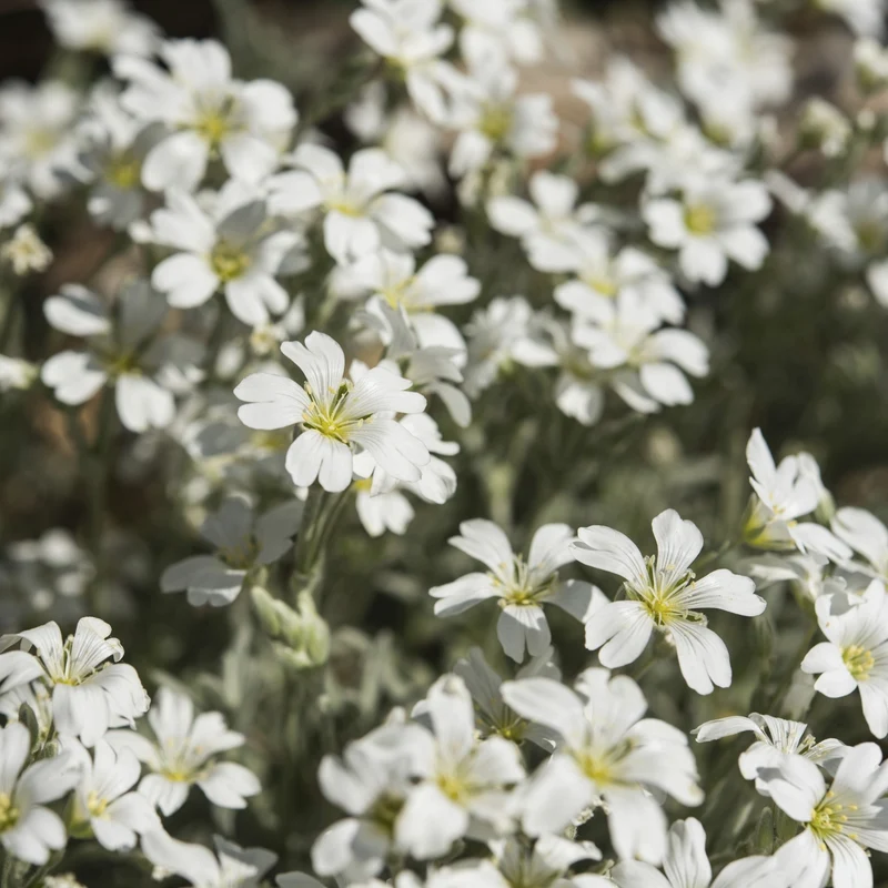Filziges Hornkraut 'Silberteppich'