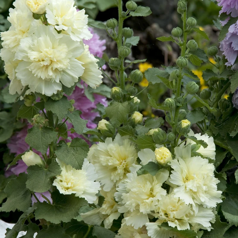 Gefülltblühende Stockrose 'Pleniflora'