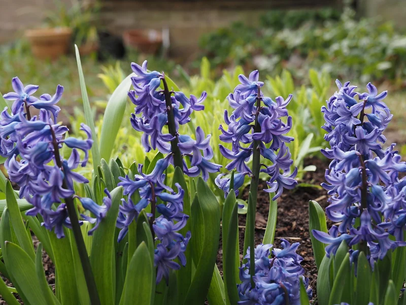 Hyacinthus 'Delft Blue' - Hyazinthe