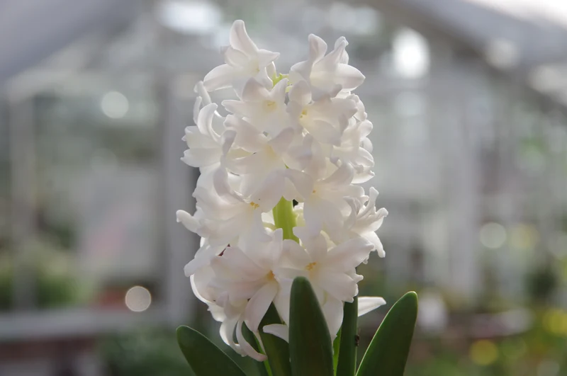 Hyacinthus 'Carnegie' - Hyazinthe